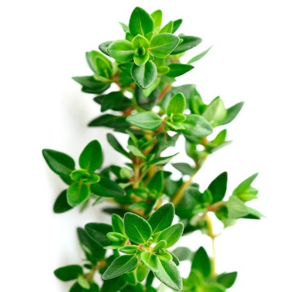 TIMIJAN (Thymus vulgaris L.) Soria Natural